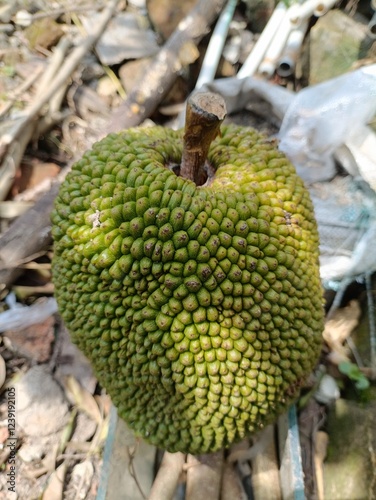 Fresh, ripe jackfruit. A delicious and nutritious ingredient for your culinary creations.