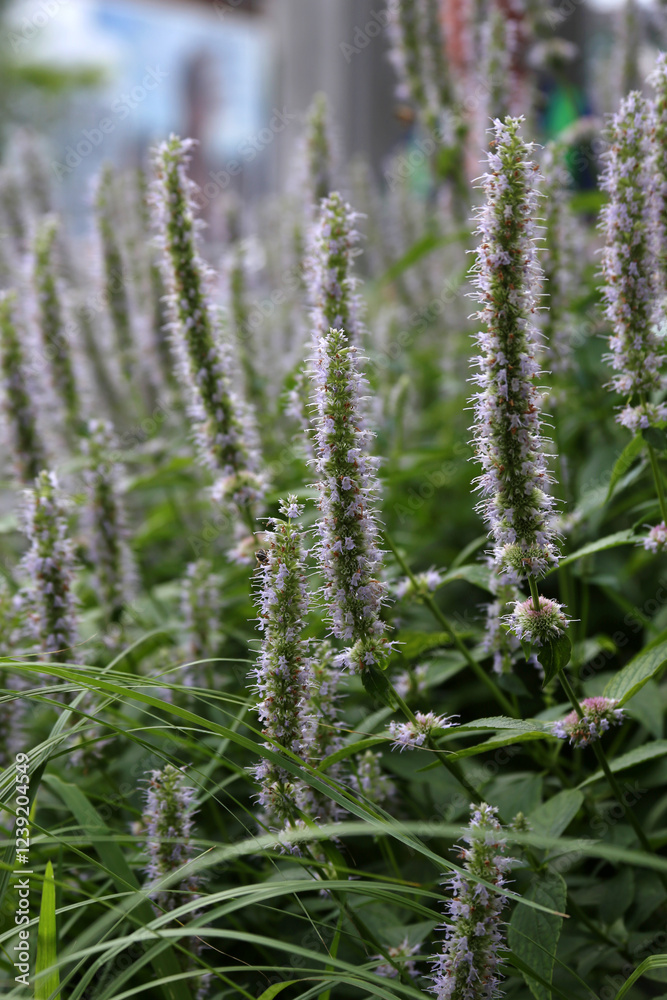 Agastache foeniculum, commonly called anise hyssop, for backgrounds or textures Agastache foeniculum, commonly called anise hyssop, for backgrounds or textures