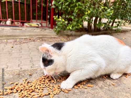 an unloved stray  cat is fed