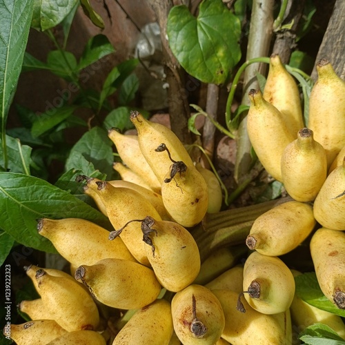 Harvesting banana fruit