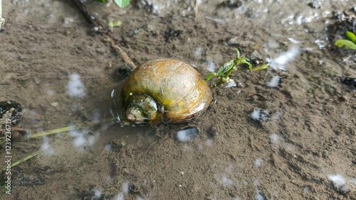 snails in the rice fields