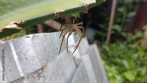 spider on the web