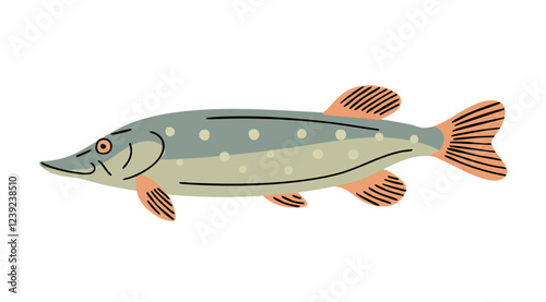 Predatory fish pike. Freshwater fish. Fishing, food and cooking. Fauna, wildlife and nature. Vector illustration isolated on white background