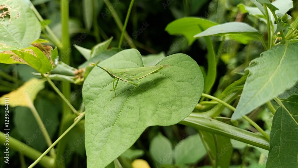 grasshopper on a leaf grasshopper on a leaf