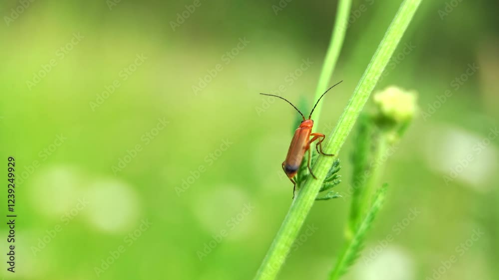 A small beetle perched on a blade of grass takes flight, showcasing nature's beauty through macro photography. Captivating details highlight the delicate balance of life in its natural habitat A small beetle perched on a blade of grass takes flight, showcasing nature's beauty through macro photography. Captivating details highlight the delicate balance of life in its natural habitat