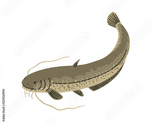 Catfish fish. Freshwater fish of the catfish family. Fauna, wildlife and nature. Vector illustration isolated on white background