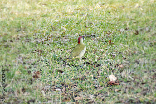 European green woodpecker (Picus viridis) sitting on the ground in Zurich, Switzerland photo