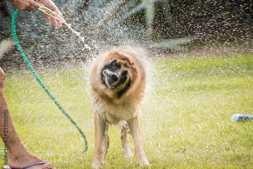 dog shaking off the water after a cool bath, close up