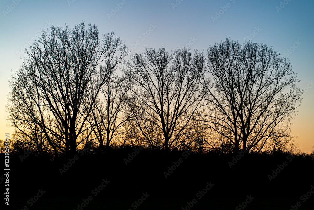 Three bare trees stand silhouetted against a stunning sunset, showcasing nature's peaceful beauty in a winter landscape. Three bare trees stand silhouetted against a stunning sunset, showcasing nature's peaceful beauty in a winter landscape.