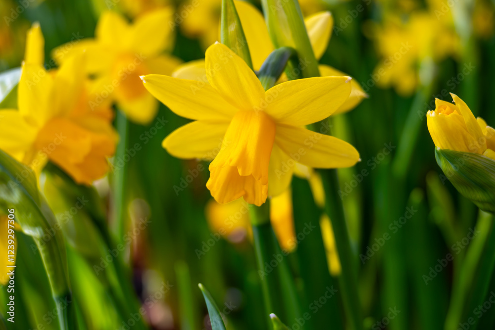 Blossoming of spring yellow daffodils flowers in park, spring season Blossoming of spring yellow daffodils flowers in park, spring season