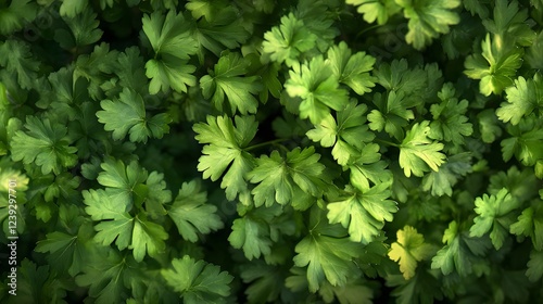 36. A bunch of fresh parsley with its rich green color, representing its antioxidants for liver and kidney health