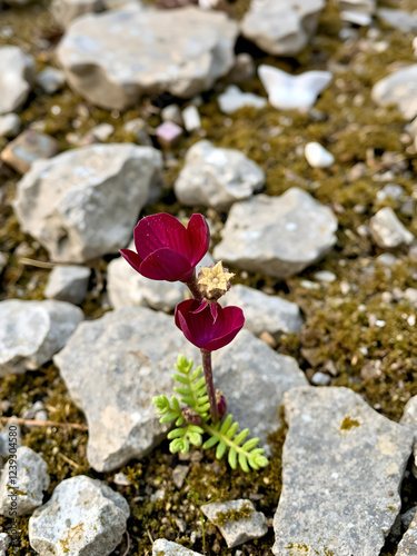 Beautiful mountain flower dark burgundy Dracunculus vulgaris growing on stones in Turkey photo