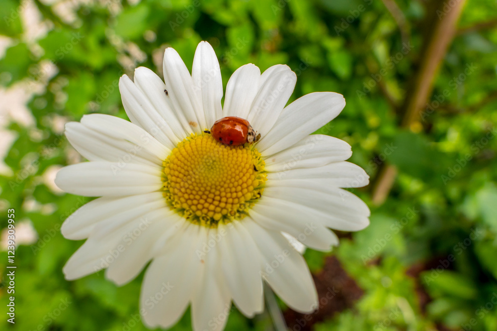 ladybug on camomile ladybug on camomile
