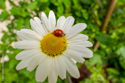 ladybug on camomile