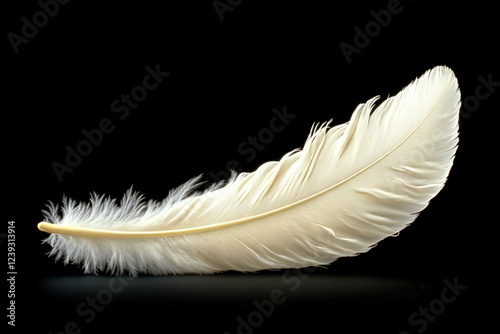 Feather On A White Background