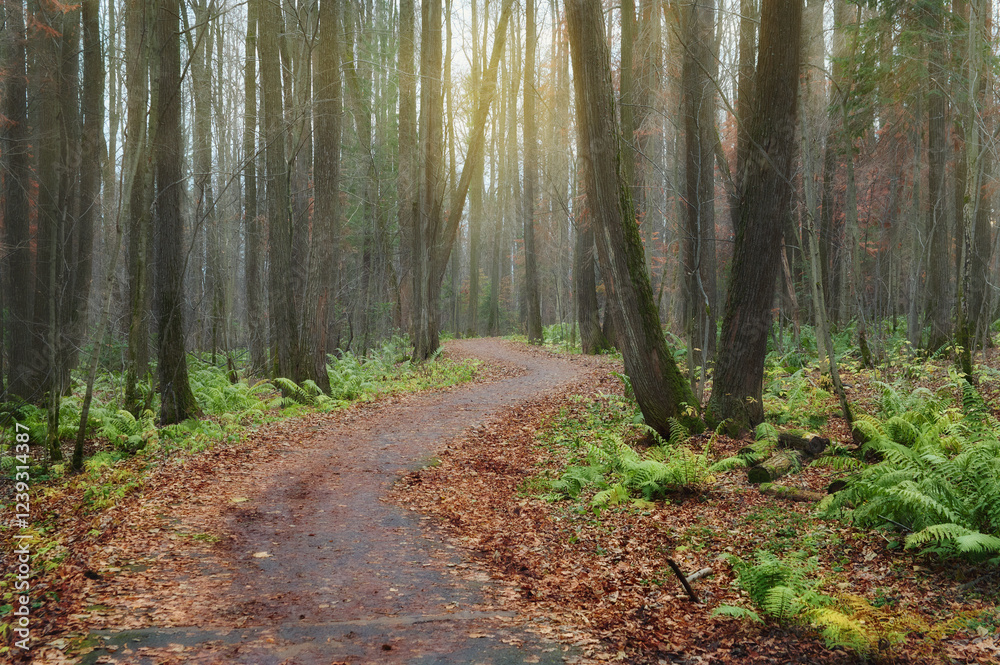 Obraz premium A winding path through a foggy lime forest in the autumn.