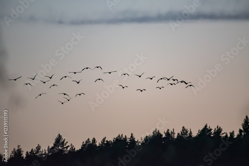 Tableau sur toile A formation of migrating birds on a spring evening in the forests of Finland