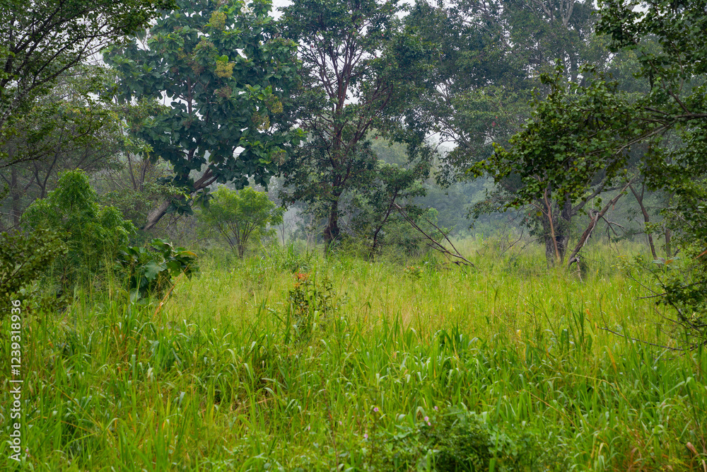 Hurulu Eco Park landscape in Habarana, Sri Lanka, Asia Hurulu Eco Park landscape in Habarana, Sri Lanka, Asia