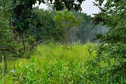 Hurulu Eco Park landscape in Habarana, Sri Lanka, Asia photo