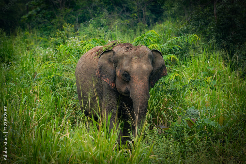Fototapeta premium Elephant near Sigiriya Rock, Sri Lanka, Asia