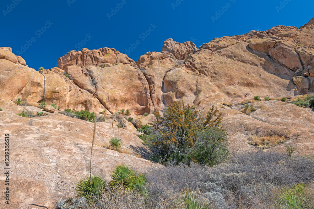 Red Volcanic Tuff and Desert Vegetation