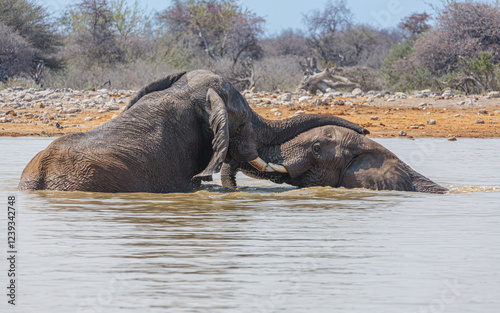 Canvas Print Two African elephants (Loxodonta africana) playing in the water of a well on a h
