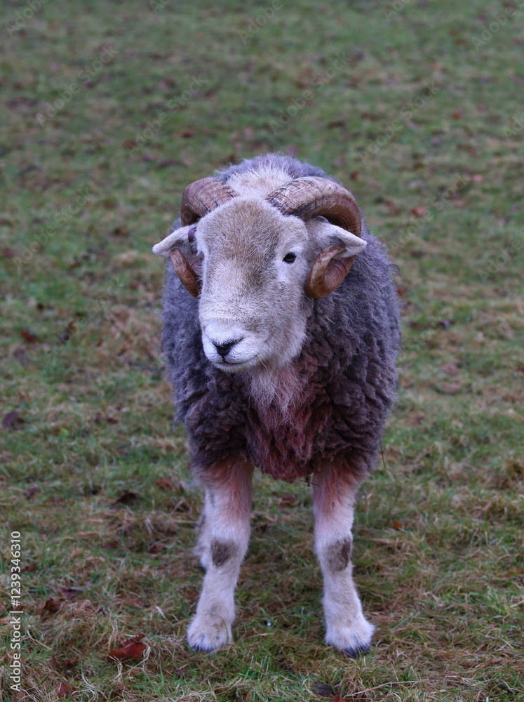 Portrait of a single Herdwick Sheep with horns. Portrait of a single Herdwick Sheep with horns.