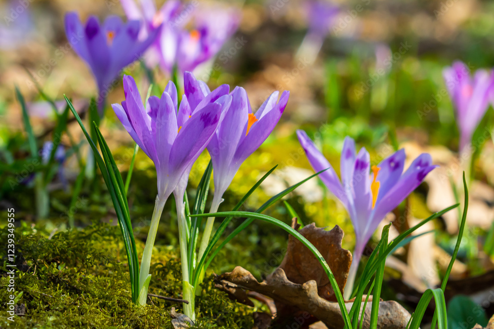 Close up detail with a Crocus heuffelianus or Crocus vernus spring giant crocus. purple flower blooming in the forest Close up detail with a Crocus heuffelianus or Crocus vernus spring giant crocus. purple flower blooming in the forest
