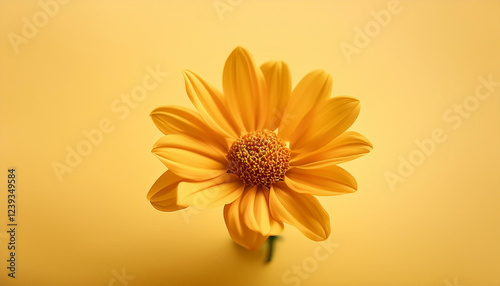 yellow flower on a yellow background minimum nevertheless lifestyles colour trend photo