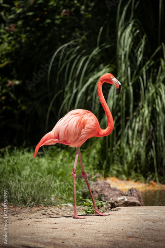 Phoenicopterus ruber