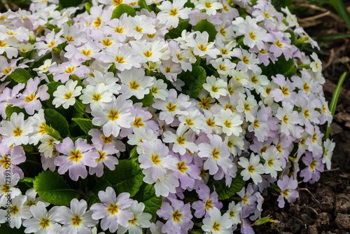 Foto Primrose, primula vulgaris flowers in spring garden