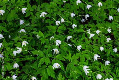 The many white wild flowers in spring forest. Blossom beauty, nature, natural. Sunny summer day, green grass in park. Anemonoides nemorosa photo