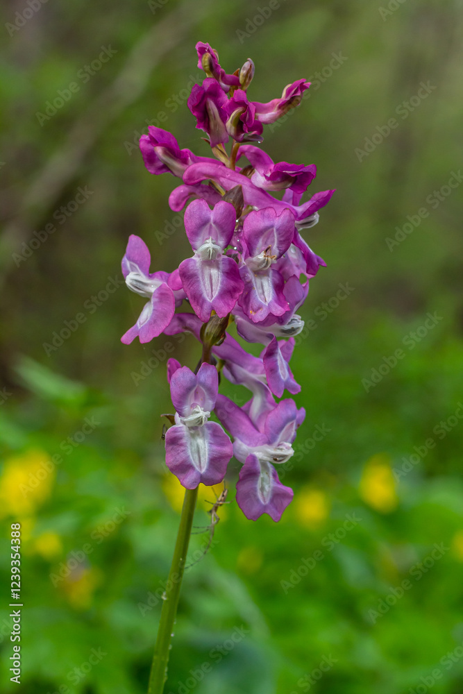 Corydalis blooms in spring in the wild in the forest Corydalis blooms in spring in the wild in the forest