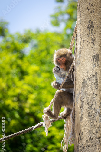 Macaca fuscata