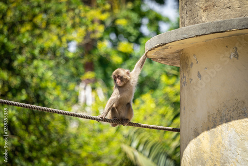 Macaca fuscata