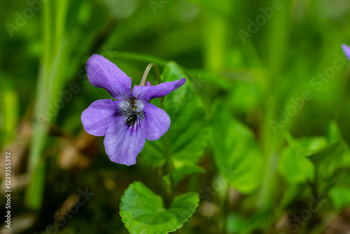 Viola odorata. Scent-scented. Violet flower forest blooming in spring. The first spring flower, purple. Wild violets in nature