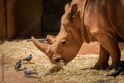 Rhino