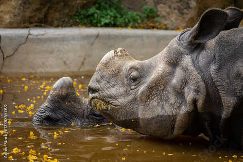 Rhino