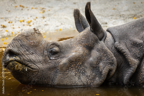 Rhino