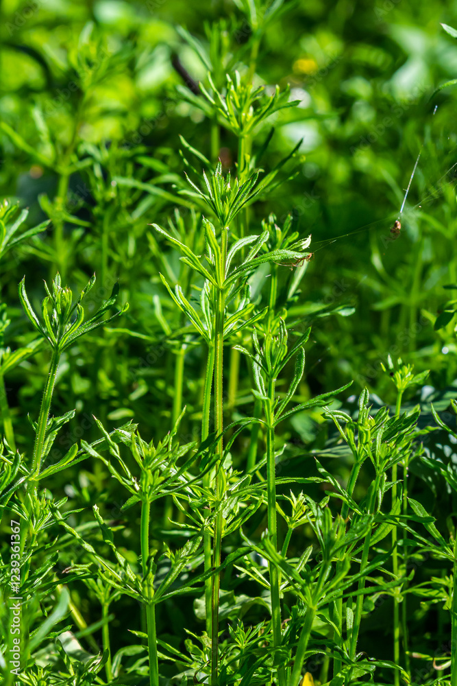 The Cleavers Galium aparine have been used in the traditional medicine for treatment of disorders of the diuretic, lymph systems and as a detoxifier The Cleavers Galium aparine have been used in the traditional medicine for treatment of disorders of the diuretic, lymph systems and as a detoxifier