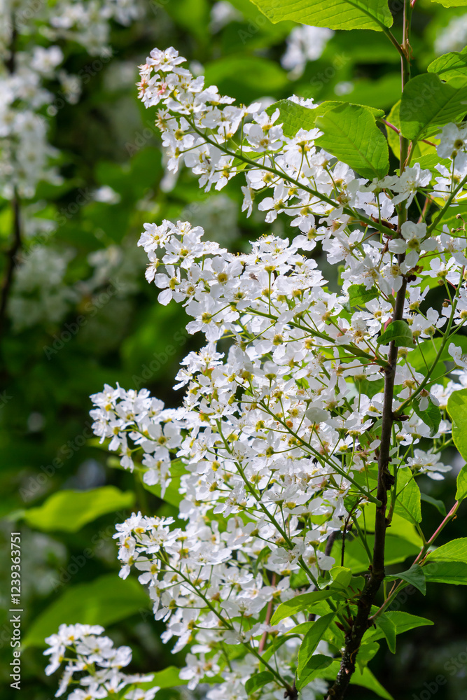 Fototapeta premium Selective focus photo. Bird cherry tree , Prunus padus blooming