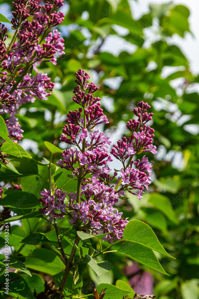 Common Lilac Syringa vulgaris blooming with violet-purple double flowers surrounded with green leaves in spring Common Lilac Syringa vulgaris blooming with violet-purple double flowers surrounded with green leaves in spring