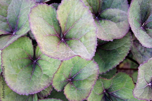 Leaf of Ligularia dentata the family Asteraceae in early spring. Large cordate-based whitish green leaves with purple serrated edges. Summer ragwort or leopardplant. Nature concept