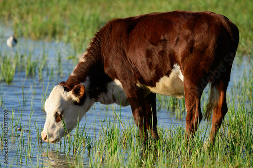 Obraz na płótnie Cow's head close-up. Brown cow looking at the camera w salonie