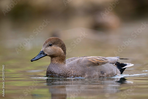 Gadwall Mareca strepera is a common and widespread dabbling duck in the family Anatidae photo