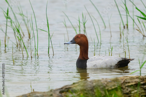 Common pochard Aythya ferina. The bird is resting in the wild. Close-up