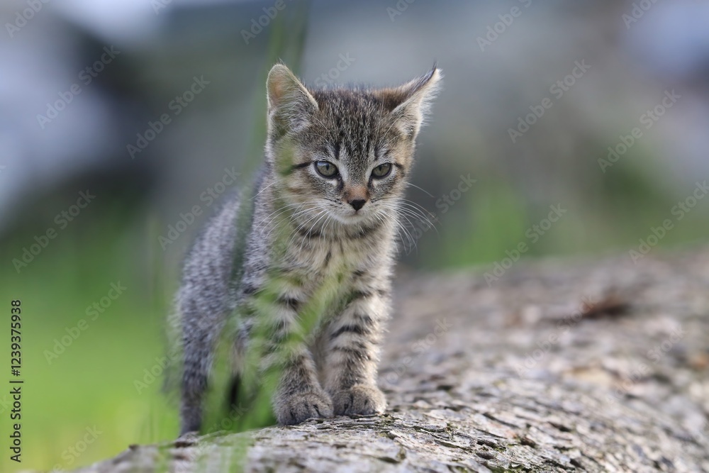 Fototapeta premium A cute tabby kitten sits on a tree strain. Portrait of a tiny tabby kitten. 