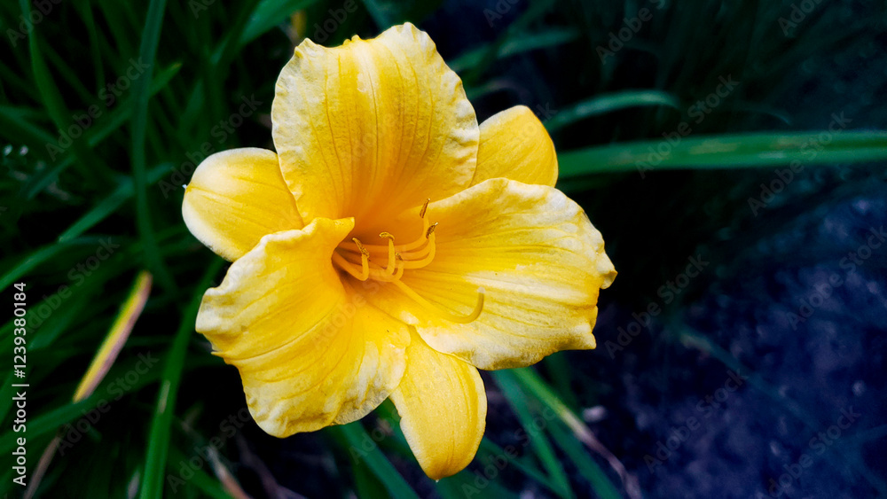 Fototapeta premium Garden Flower