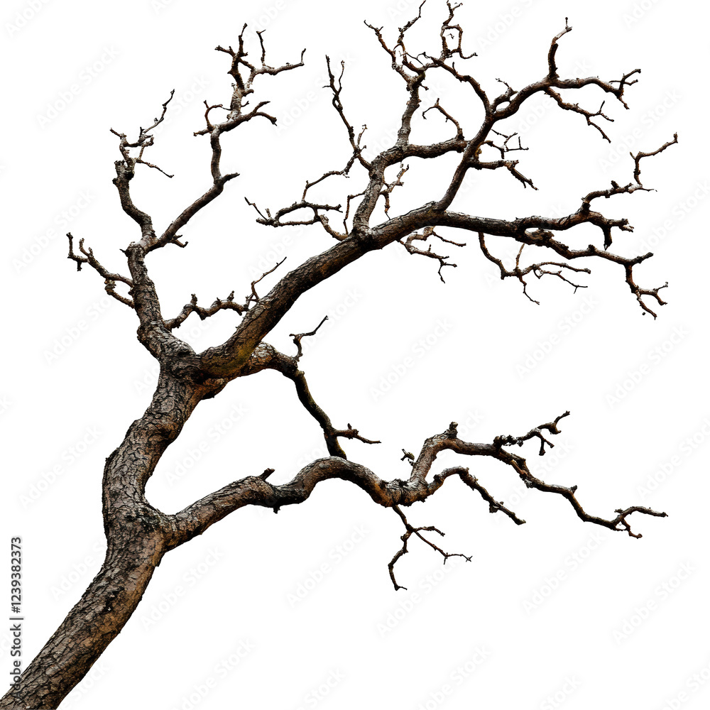 Isolated Detailed Dry Tree Branch without Foliage Isolated Detailed Dry Tree Branch without Foliage