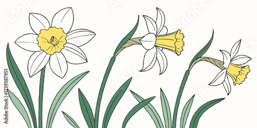 Three elegant daffodils bloom in graceful white and yellow. Delicate line drawing captures botanical detail with green stems and leaves. Concept: Floral design, botanical art, spring celebrations.